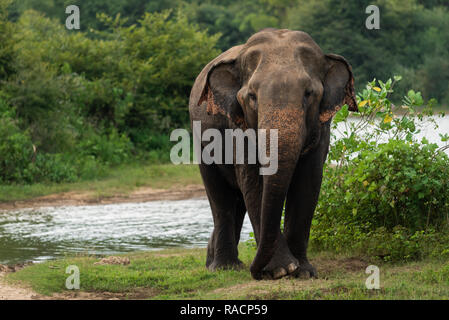 Un toro elefante a Uda Walawa National Park, Sri Lanka. Foto Stock