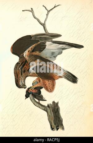 Rough-zampe poiana., Audubon, Giovanni Giacomo, 1785-1851 reinventato da Gibon. Arte Classica con un tocco di moderno reinventato Foto Stock