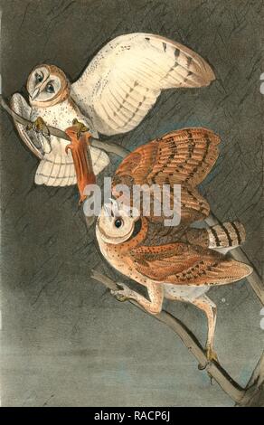 Barbagianni., Audubon, Giovanni Giacomo, 1785-1851 reinventato da Gibon. Arte Classica con un tocco di moderno reinventato Foto Stock