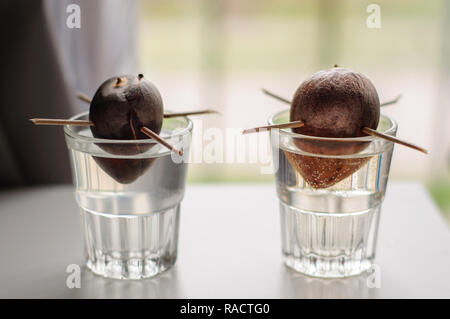 Avocado crescente da seme in vetro con acqua Foto Stock