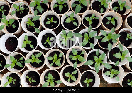 Peperoni in serra su organici vegetali hydroponic farm, Dalat, Vietnam, Indocina, Asia sud-orientale, Asia Foto Stock