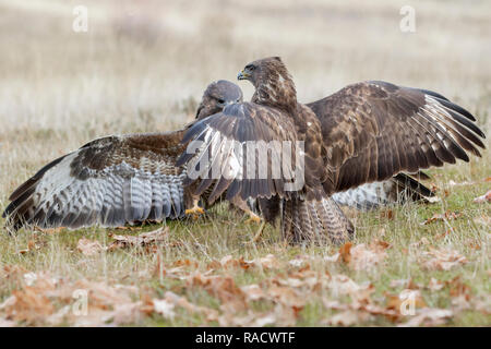 La poiana (Buteo buteo) combattimenti a terra Foto Stock