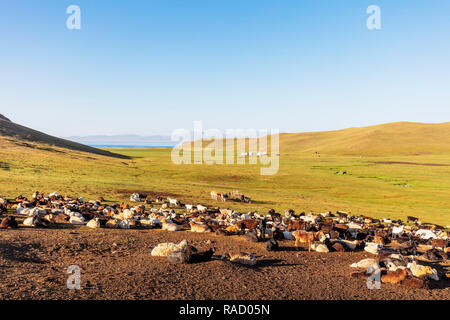 Pecore al Lago Songkol, Kirghizistan, Asia Centrale, Asia Foto Stock