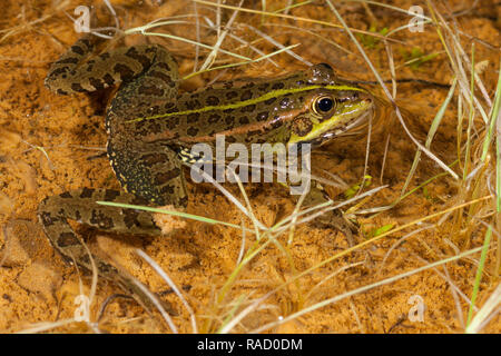 Rana comune, Pelophylax perezi, nello stagno Foto Stock