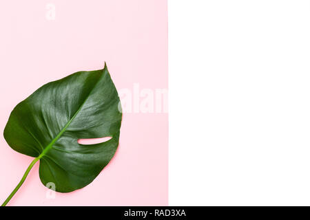 Foglia di monstera su sfondo color pastello. Spazio di copia Foto Stock