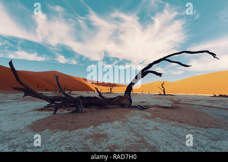 Bel mattino colori e morto in acacia nascosto Dead Vlei paesaggio nel deserto del Namib, morto di alberi di acacia in valle con cielo blu, Namibia Foto Stock