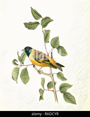 A testa nera Cardellino. Maschio., Audubon, Giovanni Giacomo, 1785-1851 reinventato da Gibon. Arte Classica con un tocco di moderno reinventato Foto Stock