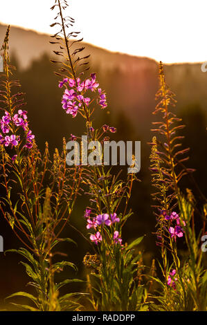 Fiori viola sul prato durante il tramonto. Sfondo naturale Foto Stock