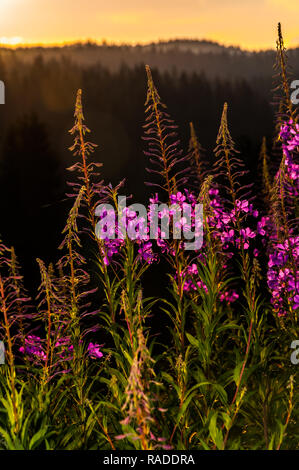 Fiori viola sul prato durante il tramonto. Sfondo naturale Foto Stock
