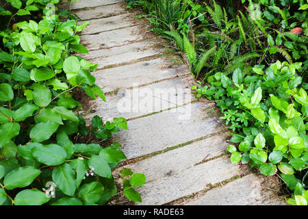 Il Boardwalk sentiero attraverso la crescita di vecchia foresta pluviale temperata, Sand Point Trail e il Parco Nazionale di Olympic, Penisola Olimpica, Clallam County, Washington, Stati Uniti d'America Foto Stock