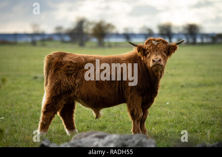 Hairy scottish yak sul campo, isole di Pakri, Estonia Foto Stock