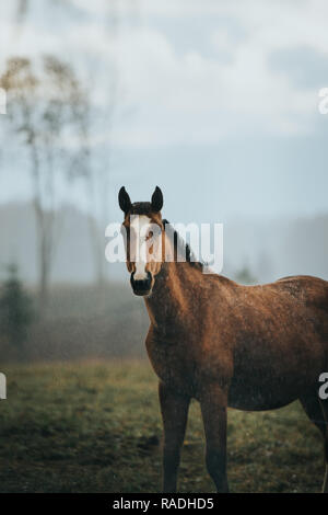 Ritratto di cavallo in un giorno di pioggia. La lettonia. Foto Stock