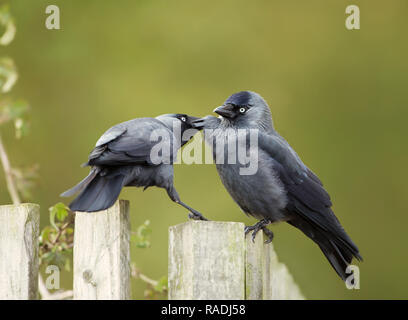 Close-up di Jackdaws preening ogni altro intorno a testa e collo di piume durante la stagione riproduttiva in primavera, UK. Foto Stock