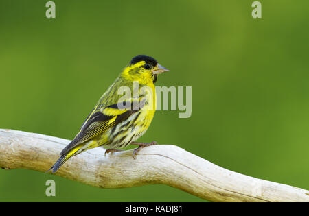 Eurasian lucherino (Spinus spinus) appollaiate su un ramo di albero contro lo sfondo di colore verde. Foto Stock