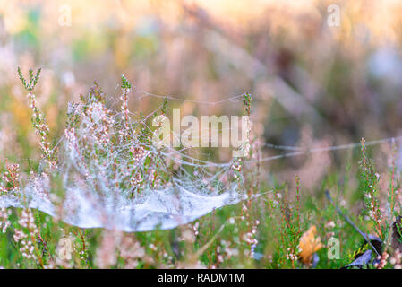 Spider Web con gocce di rugiada su bussole di Calluna vulgaris pianta, tempo d'autunno. Foto Stock