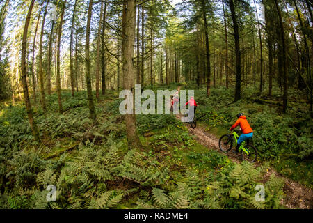 Un gruppo di appassionati di mountain bike cavalcare un sentiero nella Foresta di Dean. Foto Stock