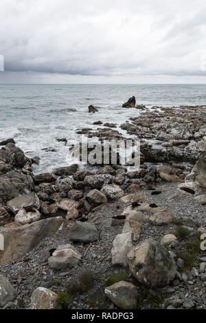 Pelliccia sigillo colonia sul punto di Ohau, a nord di Kaikoura, Isola del Sud, Nuova Zelanda Foto Stock