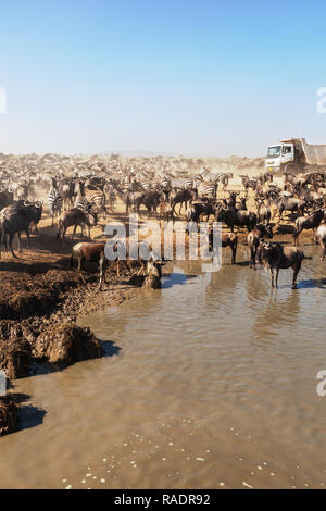 Grande mandria di gnu e zebre a waterhole nel Parco Nazionale del Serengeti con carrello in background, Tanzania Africa. 14.01.2017 Foto Stock