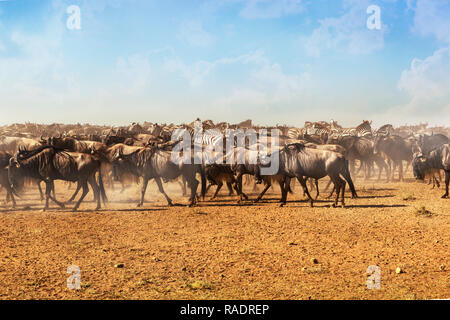 Grandi mandrie di gnu e zebre durante la stagione migratoria nel Parco Nazionale del Serengeti, Tanzania. Foto Stock