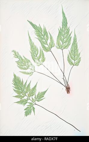 Asplenium adiantum nigrum-acutum. Il nero spleenwort maidenhair, Bradbury, Henry Riley (1821-1887), (Illustrator reinventato Foto Stock