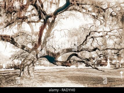 Cimitero di Magnolia, live oaks, Charleston, S.C, cimiteri, Oaks, Stati Uniti, Sud Carolina, Charleston, 190 reinventato Foto Stock