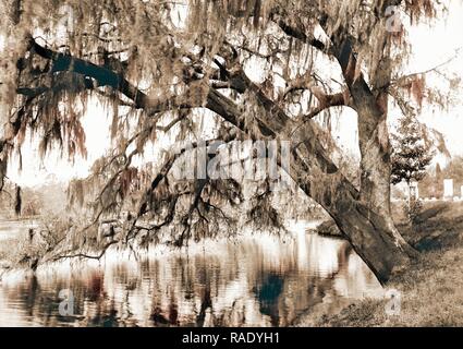 Live Oak, Magnolia cimitero, Charleston, S.C, cimiteri, querce, muschio Spagnolo, Waterfronts, Stati Uniti, Sud reinventato Foto Stock