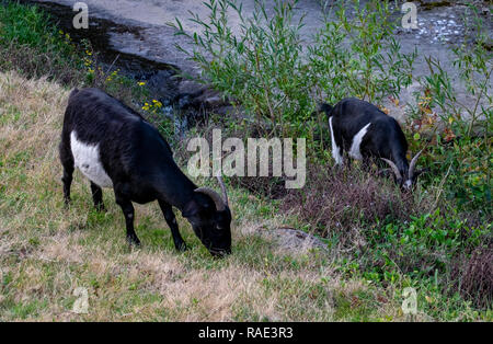 Caprini essendo utilizzato per controllare le infestanti lungo una riva di un fiume a Hobart in Tasmania Foto Stock