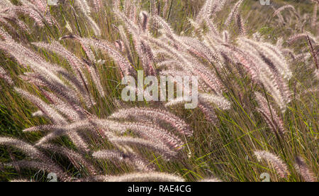 La flora di Gran Canaria - Pennisetum setaceum o gatti erba di coda, specie invasive sulle Isole Canarie Foto Stock