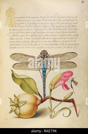 Dragonfly, pera, Garofano, ed insetti, Joris Hoefnagel (fiammingo , ungherese, 1542 - 1600), e Georg Bocskay ( reinventato Foto Stock