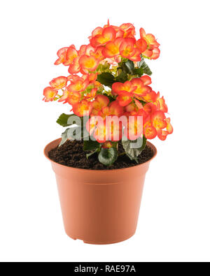 Rosso e giallo fioritura begonia nel vaso marrone isolati su sfondo bianco Foto Stock