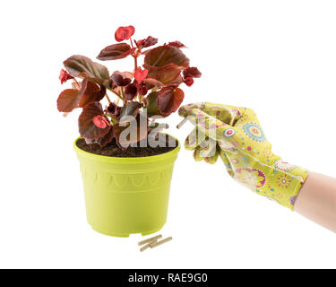 Red begonia in un vaso verde e la mano di donna guanto con fertilizzante per le piante isolate su sfondo bianco Foto Stock