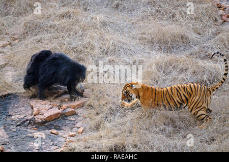 Splendide le scene d'azione hanno catturato il momento in cui un arrabbiato madre bear cacciati fuori due enormi tigri di proteggere i suoi cuccioli. Immagini incredibili mostra il bradipo b Foto Stock