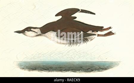 Grandi fatturati Guillemot. Maschio., Audubon, Giovanni Giacomo, 1785-1851 reinventato da Gibon. Arte Classica con un tocco di moderno reinventato Foto Stock