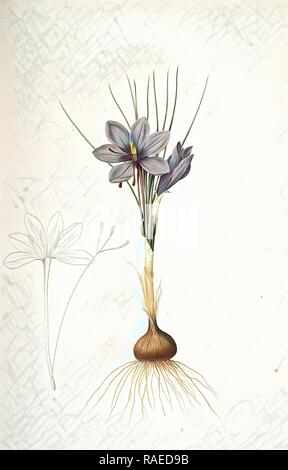 Crocus sativus, Safran cultivé, Croco, Redouté, Pierre Joseph, 1759-1840, les liliacees, 1802 - 181 reinventato Foto Stock