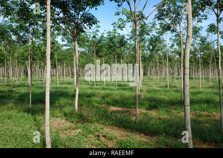 Giovani alberi della gomma su una piantagione in Thalang, Phuket, Tailandia Foto Stock