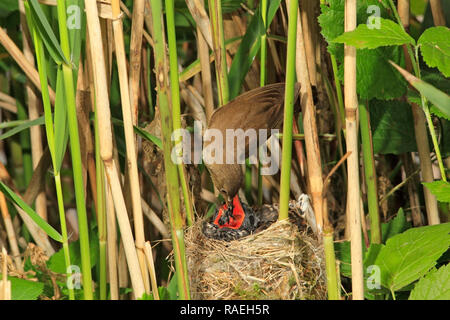 Trillo REED (Acrocephalus scirpaceus) alimentazione cuculo, UK. Foto Stock