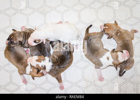 Cucciolata sana di cuccioli Pit Bull neonato di 3 giorni Foto Stock