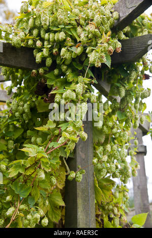 Humulus lupulus " Golden nappe' Foto Stock