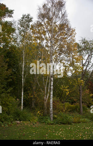 Betula pendula 'dalecarlica' Foto Stock