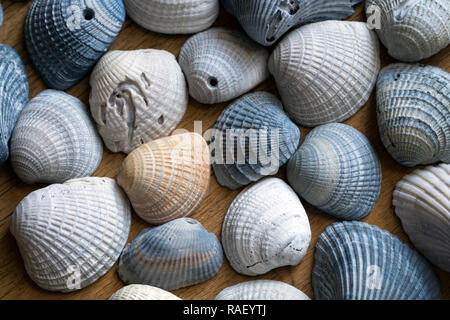 Una varietà di gusci Coquina trovati sulla spiaggia di Gulf Shores, Alabama. Essi sono visualizzati su una grana di legno dello sfondo. Foto Stock