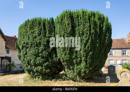 Unione Yew trees (Taxus baccata) nel sagrato della chiesa di San Pietro e di san Paolo la Chiesa, High Street, Clare, Suffolk, Inghilterra, Regno Unito Foto Stock