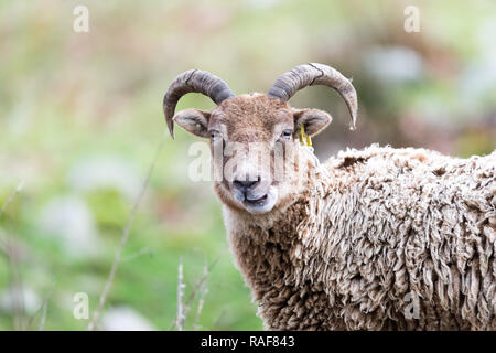 Ritratto di una pecora di razza antica, Parco Nazionale di Brecon Beacons Foto Stock