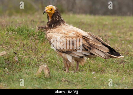 Avvoltoio Capovaccaio (Neophron percnopterus), Spagna Foto Stock