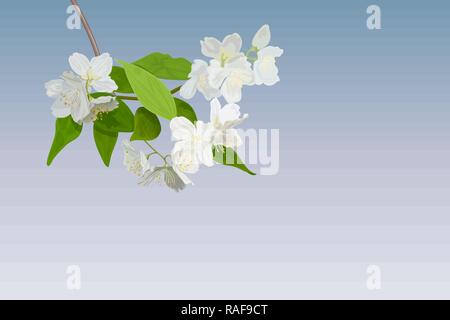 Splendida fioritura di primavera ramo di albero della fioritura melo. macro. Incredibile elegante immagine artistica la natura in primavera Illustrazione Vettoriale