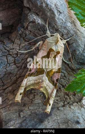 Thalera fimbrialis arroccato su di un registro Foto Stock