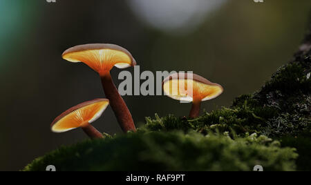 Lanterne a fungo della foresta di autunno fiaba. Lightpaiting incandescente di funghi nei boschi incantati. Notte magica di fotografia. Foto Stock