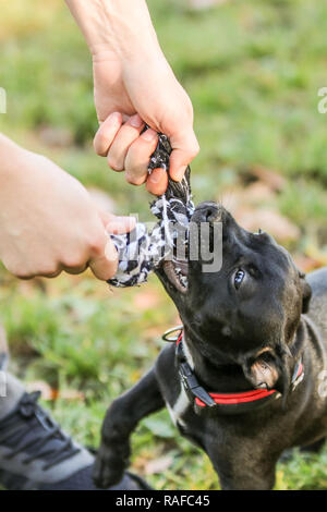 Una foto ritratto di un grazioso cucciolo di American Staffordshire Terrier solcare con la corda con il suo proprietario. Foto Stock