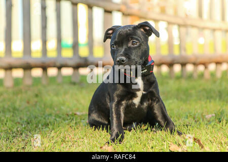 Una foto ritratto di un grazioso cucciolo di American Staffordshire Terrier. Foto Stock