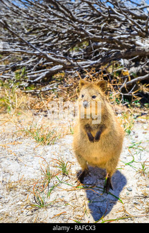 Un simpatico Quokka all'aperto presso l'Isola di Rottnest in Western Australia. Quokka è considerato il più felice animale al mondo. Durante la stagione estiva, giornata di sole. Colpo verticale. Foto Stock