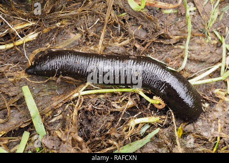 Horse Leech (Haemopis sanguisuga) sul terreno in zone umide Cabragh, Thurles, Tipperary, Irlanda Foto Stock